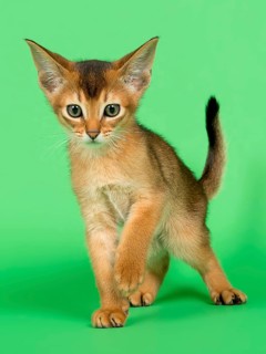 Abyssinian cat