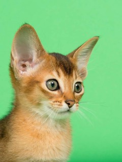 Abyssinian cat