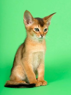 Abyssinian cat