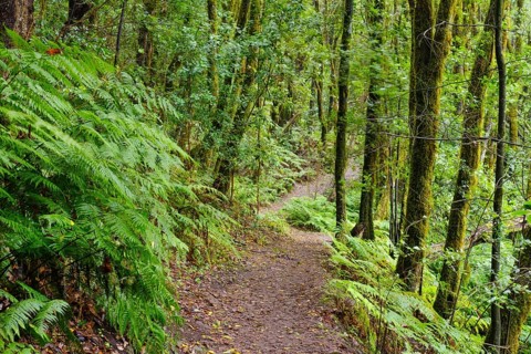 Forest path in the cloud forest near El Cedro