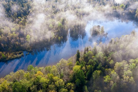 Wafts of mist over forest and pond
