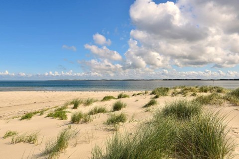 Marram Grass