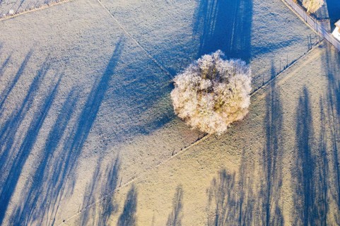 Group of trees with hoarfrost