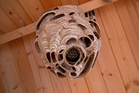 Big hornets' nest hangs on wooden ceiling