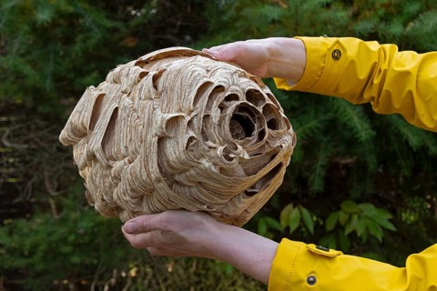 Hands holding large hornet nest