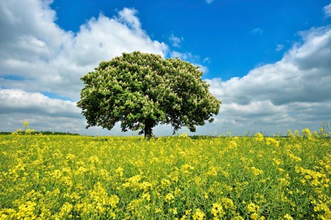 Flowering horse chestnut