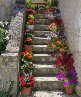 Flower pots on stairs with colourful flowers