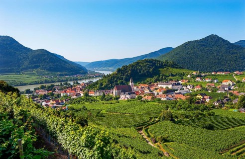 Vineyards