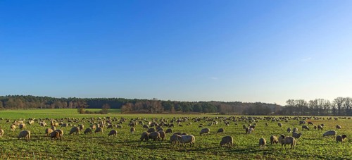 Sheep herd