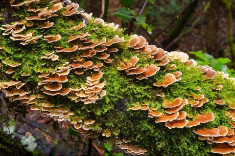 Unji mushroom