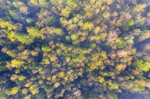 Autumnal mixed forest with birches and spruces from above