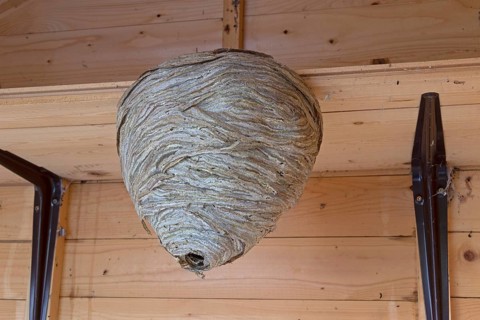 Wasps' nest hanging from a wooden ceiling