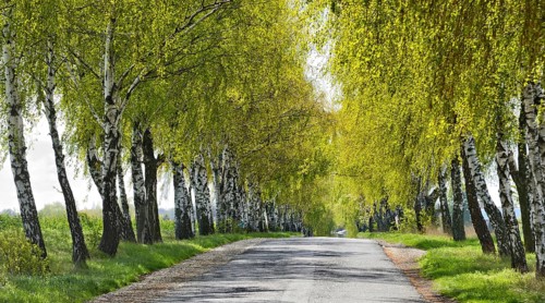 Birch alley