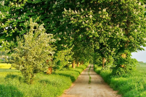 Field path through avenue with flowering Horse chestnuts