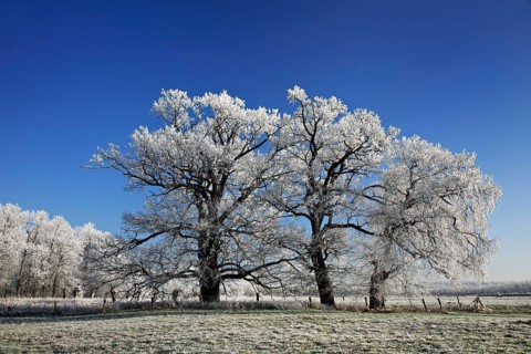 Winter landscape with hoarfrost