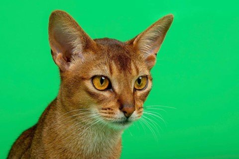 Abyssinian cat