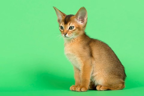 Abyssinian cat