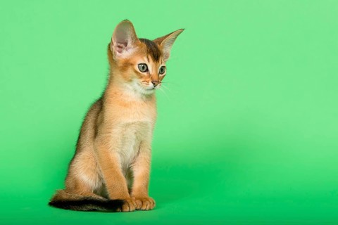 Abyssinian cat