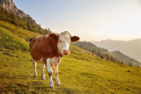 Cattle (Bos taurus)