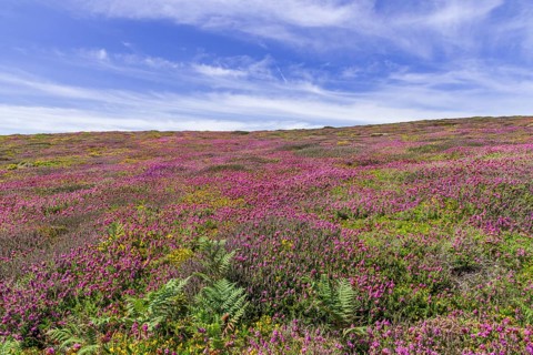 Flowering heather (Erica) at Cap de la Chevre