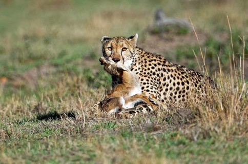 Female cheetah (Acinonyx jubatus) with a captured young Thomson gazelle