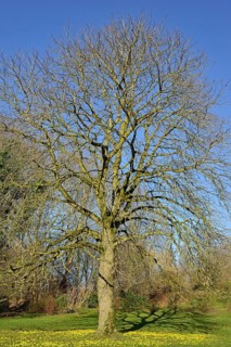 Horse chestnut (Aesculus)