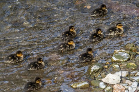 Mallards (Anas platyrhynchos)