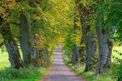 Kurfuerstenallee