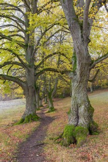 Large-leaved lindens (Tilia platyphyllos)