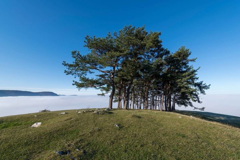 Pine grove on hill near Owen