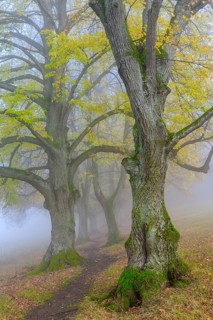 Large-leaved lindens (Tilia platyphyllos)