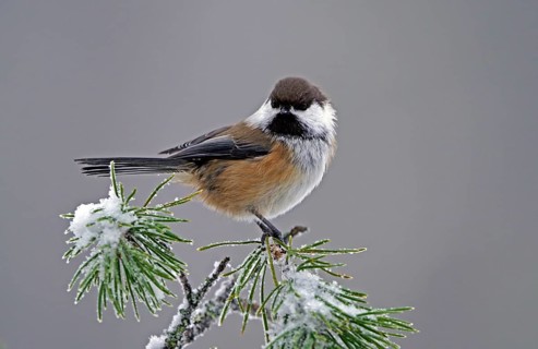 Grey-headed Chickadee (Poecile cinctus)