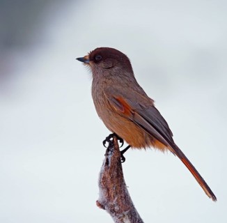 Siberian Jay (Perisoreus infaustus)