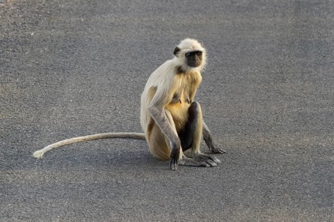 Northern plains gray langur (Semnopithecus entellus)