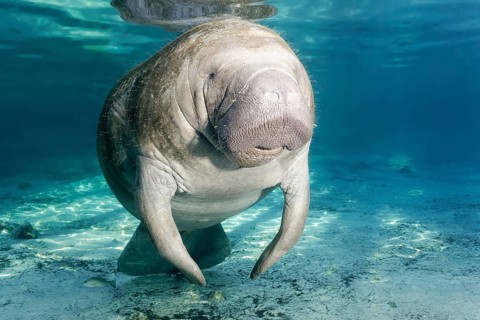 West Indian manatee (Trichechus manatus)