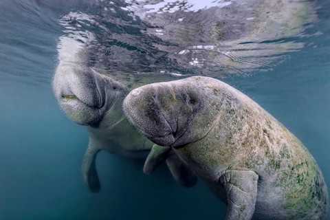 Pair West Indian manatees (Trichechus manatus)