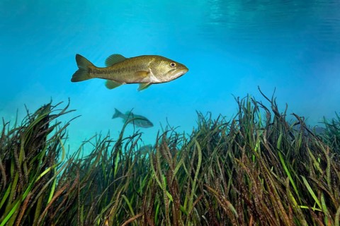 Largemouth Bass (Micropterus salmoides)