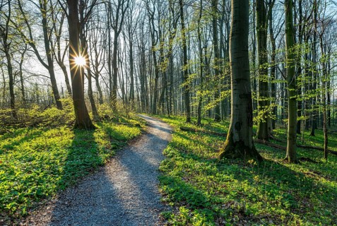 Hiking trail through Common beeches forest (Fagus sylvatica) in spring