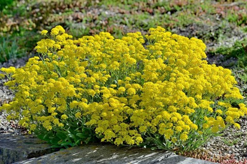 Mountain madwort (Alyssum montanum)