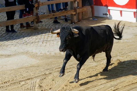 Street corrida during the Festas do Barrete Verde e das Salinas