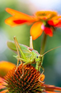 Locust
