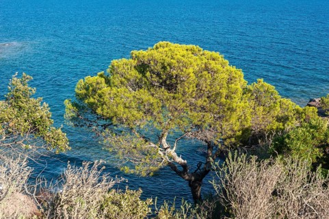Pine tree on the rocky coast