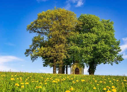 Small chapel between lime tree and chestnut tree