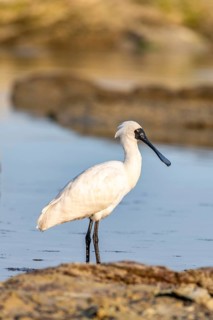 Royal Spoonbill (Platalea regia)