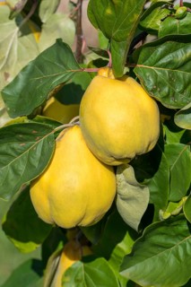 Pear Quinces (Cydonia oblonga)