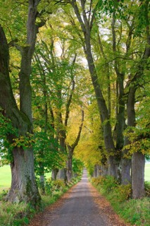 Kurfuerstenallee