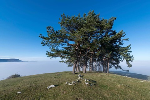 Pine grove on hill near Owen