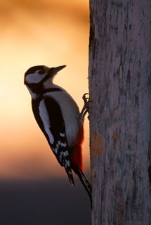 Great spotted woodpecker (Dendrocopos major)