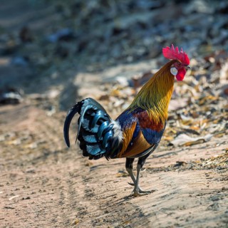 Red Junglefowl (Gallus gallus)