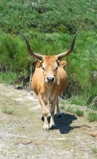 Cachena Cow